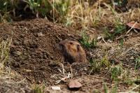Gopher-Removal image 2